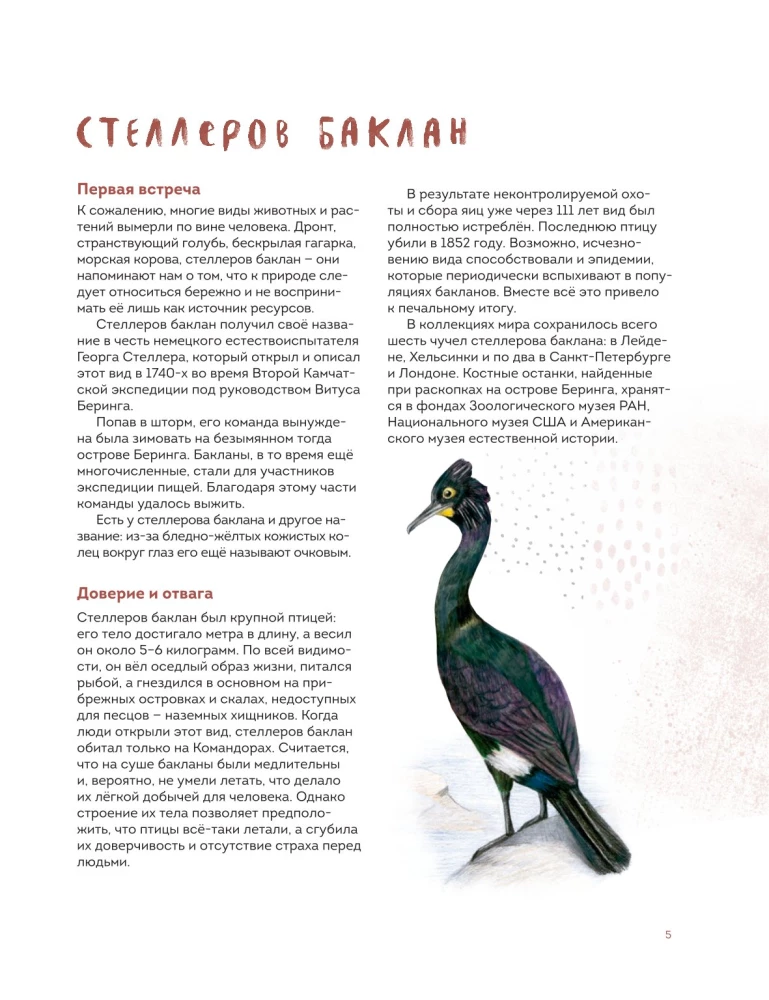 Birds of Kamchatka and the Commander Islands. Where to find and how to recognize